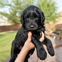 Moose - Black female Goldendoodle puppy in Canyon Lake, Texas from Rebecca Creek Retrievers, LLC