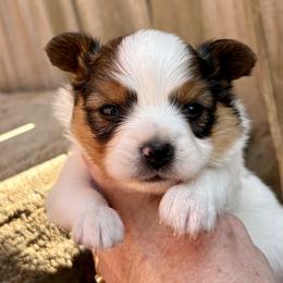 Winston (green) - White and sable male Papillon puppy in Chattanooga, Oklahoma from Lottie Dottie Scottie’s and Papillons
