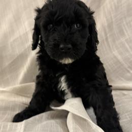 Double Doodle Puppies from Southern Sunshine Doodles 🩷