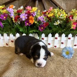 Alder - Black tri male Miniature American Shepherd puppy in Cowlitz County, Washington from Pleasant Woods Miniature American Shepherds