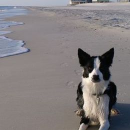 Border Collies and West Highland White Terriers from Lysiane Huber