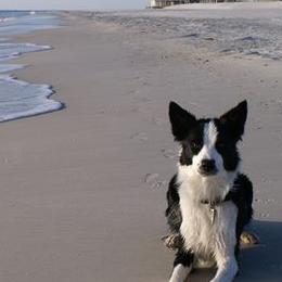Border Collies and West Highland White Terriers from Lysiane Huber
