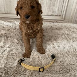 Goldendoodle Puppies from Jozlyn’s Pups