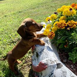 Dachshund Puppies from Hidden Haven Dachshunds