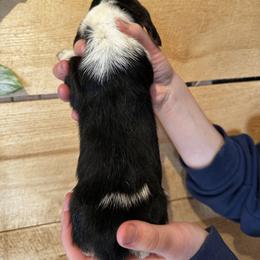 Female 3 - Black brown and white female Basset Hound puppy in Lindley, New York from Hill Top Basset Hounds & Cane Corso