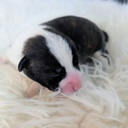 Honey - Brindle and white female Cardigan Welsh Corgi puppy in Hotchkiss, Colorado from Bell S Ranch