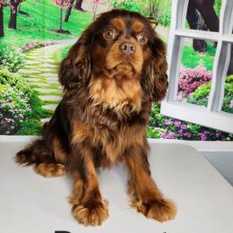 Peanut - Cavalier King Charles Spaniel