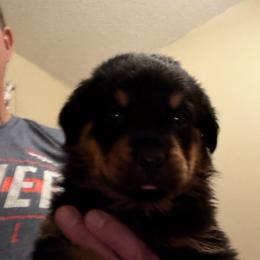 Blue boy - Black and mahogany male Rottweiler puppy in Colorado Springs, Colorado from Von Locher Rotties