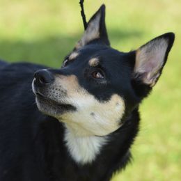 Lapponian Herders from Tuulikki Kennels
