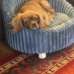 Ginger - Cavalier King Charles Spaniel