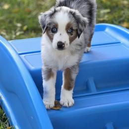 Oatie - Blue merle male Miniature American Shepherd puppy in Ellensburg, Washington from Wiggle Rump Ranch