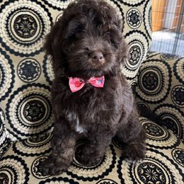 Bernedoodle, Cockapoo, and Goldendoodle Puppies from Avery Doodle Day LLC