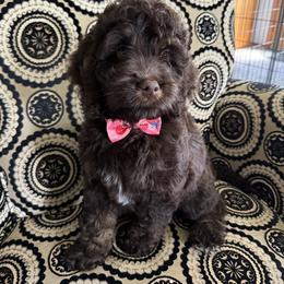 Bernedoodle, Cockapoo, and Goldendoodle Puppies from Avery Doodle Day LLC