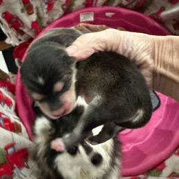 Boy 1 (lighter) - Black and white male Pomsky puppy in Leesburg, Virginia from Capital Pomsky