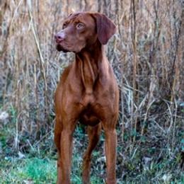 Vizslas from Pantana Kennels