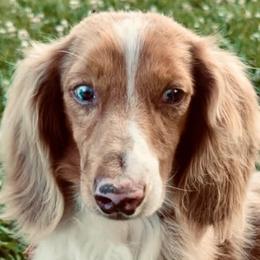 Dachshunds from Cindy Marmon