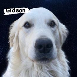 Gideon - Golden Retriever