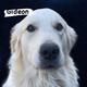 Jr CH Gideon CGC TKN CCA therapy dog