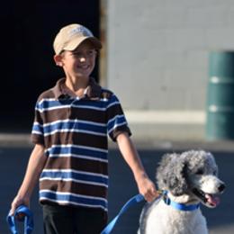 Poodles from Heritage Service Dogs