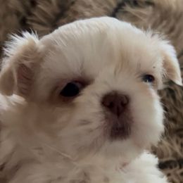 Boy 1 - White male Shih Tzu puppy in Texas from A Sassy Soul Shih-Tzu