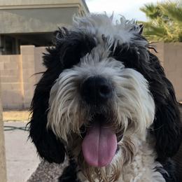 Harper - Saint Berdoodle