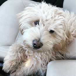 Goldendoodles from Roodles_doodlepuppies