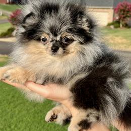 Jenny - Blue merle female Pomeranian puppy in Hot Springs, Arkansas from Pomeranian Empire