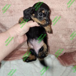Bailey pet only - Black and tan Dachshund puppy in Adolphus, Kentucky from Walker's Dachshunds
