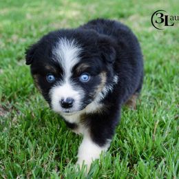 Aussiedoodle, Australian Shepherd, Miniature Australian Shepherd, and Toy Australian Shepherd Puppies from 3Laussies