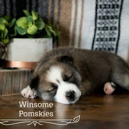 Pomsky Puppies from Winsome Pomskies