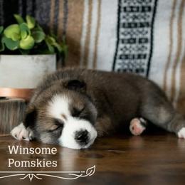 Pomsky Puppies from Winsome Pomskies