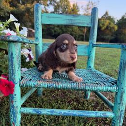 Landon - Chocolate and cream male Dachshund puppy in New Albany, Mississippi from Double A. Doxies