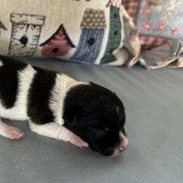 Smooth Coat Male 2 - Tri-color male Russell Terrier puppy in Ocala, Florida from Rivermont Farm