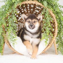 Fuki - Red Headed Black and Tan Boy - Black and tan male Shiba Inu puppy in Neosho, Missouri from Sunny Terrace Shibas