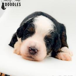 Saul - Tri-color male Bernedoodle puppy in Tipton, Indiana from Country Creek Doodles