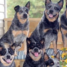 Australian Cattle Dogs from Karen Potteiger's Australian Cattle Dogs