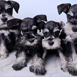 Miniature Schnauzer Puppies from Halo Schnauzer