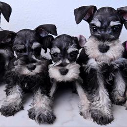 Miniature Schnauzer Puppies from Halo Schnauzer