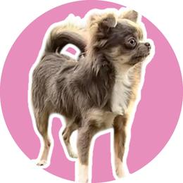Fancie - Chihuahua