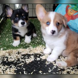 American Corgi and Pembroke Welsh Corgi Puppies from The Adirondack Corgi