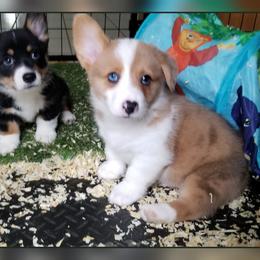 American Corgi and Pembroke Welsh Corgi Puppies from The Adirondack Corgi