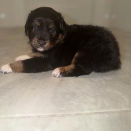 Liberty - Black tri female Miniature Australian Shepherd puppy in Hillsboro, Texas from H&J Aussies