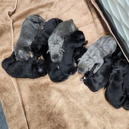 Cane Corso Puppies from Carrie Brown's Cane Corsos