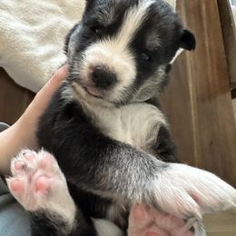 Siberian Husky Puppies from Sunny Siberians