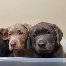 Dilute Retriever Puppies from Wayalife Labradors