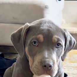Green Collar - Blue female American Bully puppy in Mansfield, Texas from Eleven:11 Kennels