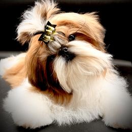 Ricochet - Shih Tzu