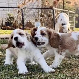 Cocker Spaniels from Mountain Valley Cockers
