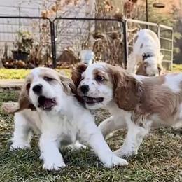 Cocker Spaniels from Mountain Valley Cockers