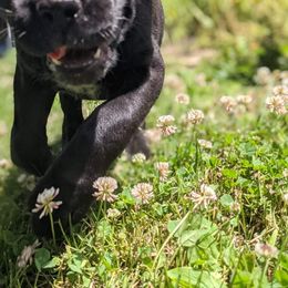 Cane Corso Puppies from Knepper Cane Corsos